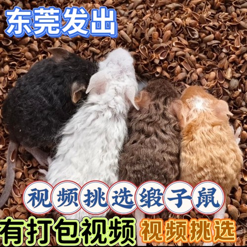 [广东发出]蓝乳缎子鼠崽崽弟弟一只两个月大家养宠物幼崽宝宝找家