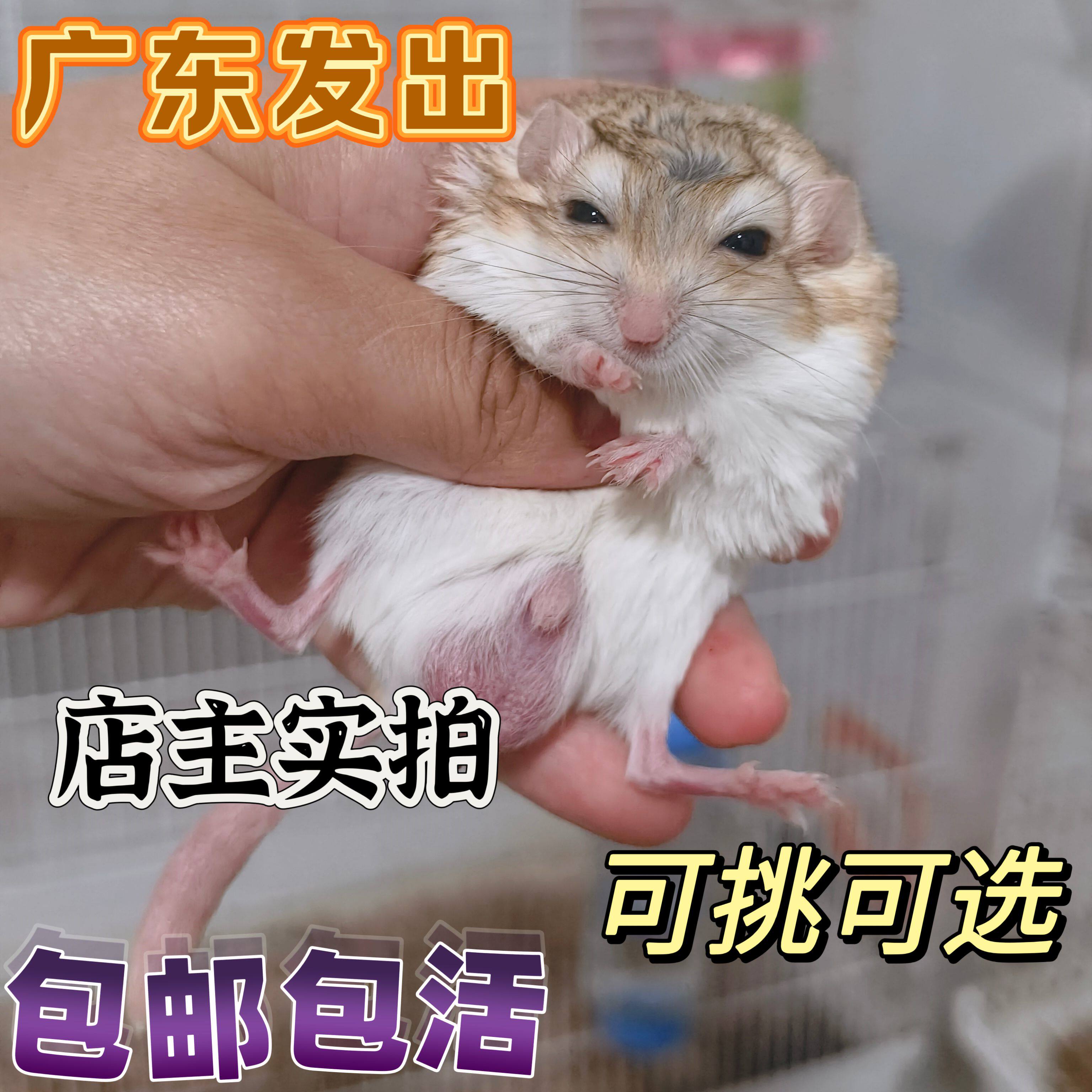 家养通心粉鼠活体宝宝幼崽已打疫苗送笼子肥尾沙鼠仓鼠宿舍萌宠物