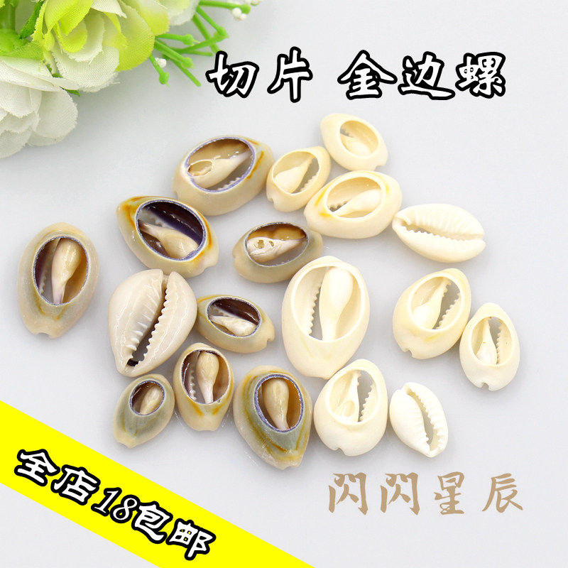 切片钱币螺金边贝天然贝壳 DIY手工艺品项链串珠配件盆景装饰材料