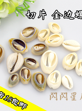 切片钱币天然贝壳盆景装饰材料