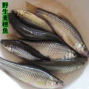 野生草鱼多少钱一斤 野生草鱼价格