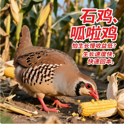 【顺丰包邮】鹧鸪活鸟活体呱呱鸡石鸡飞龙鸟花鸽子活苗清仓活的