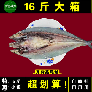 新鲜燕尾鲅鱼5斤马鲛鱼风干鱼干海鲜干货特产黄金鲅鱼刀鲅咸香鱼
