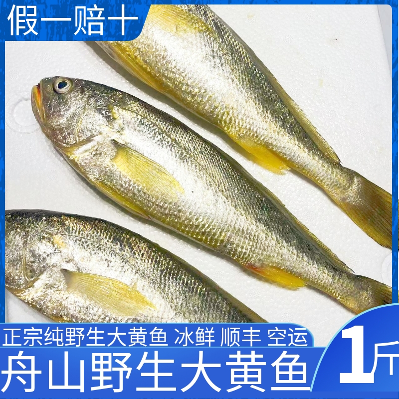 大黄鱼黄花鱼舟山海鲜鲜活水产