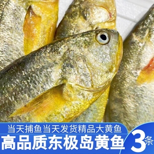舟山东极岛高品质大黄鱼黄花鱼深海野化生态黄鱼冰鲜发货 3条一件