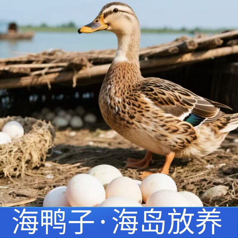 舟山海岛放养现杀鲜鸭