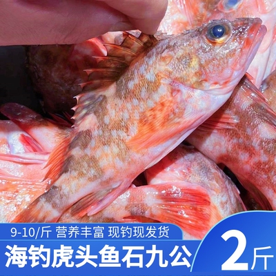 石翁鱼虎头鱼舟山海鲜