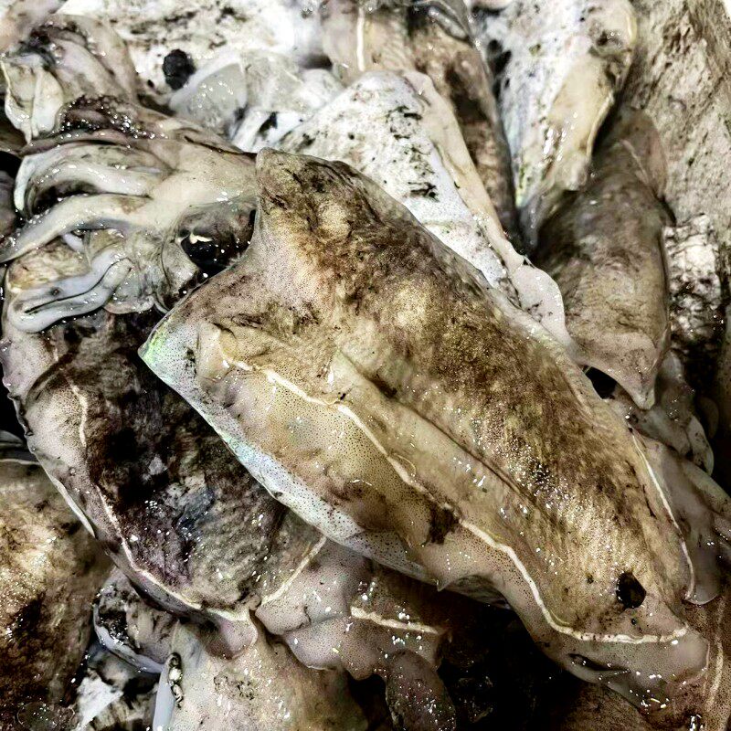 舟山墨鱼目鱼新鲜大墨鱼舟山海鲜