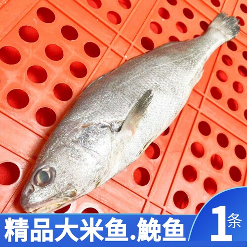 米鱼魟鮸鱼舟山海鲜大米鱼