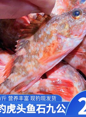 石翁鱼虎头鱼舟山海鲜