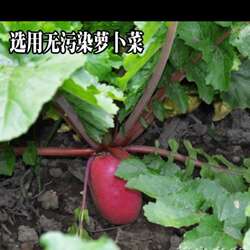 四川特产土酸菜广元剑阁农家自制苍溪酸菜豆花稀饭鱼酸菜6斤包邮