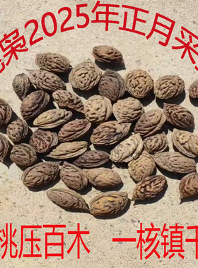 桃枭采摘天然野桃核天然毛桃核