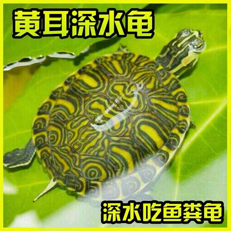 黄耳龟深水龟鱼缸混养小乌龟活物冷水龟淡水观赏龟长寿招财吃粪龟