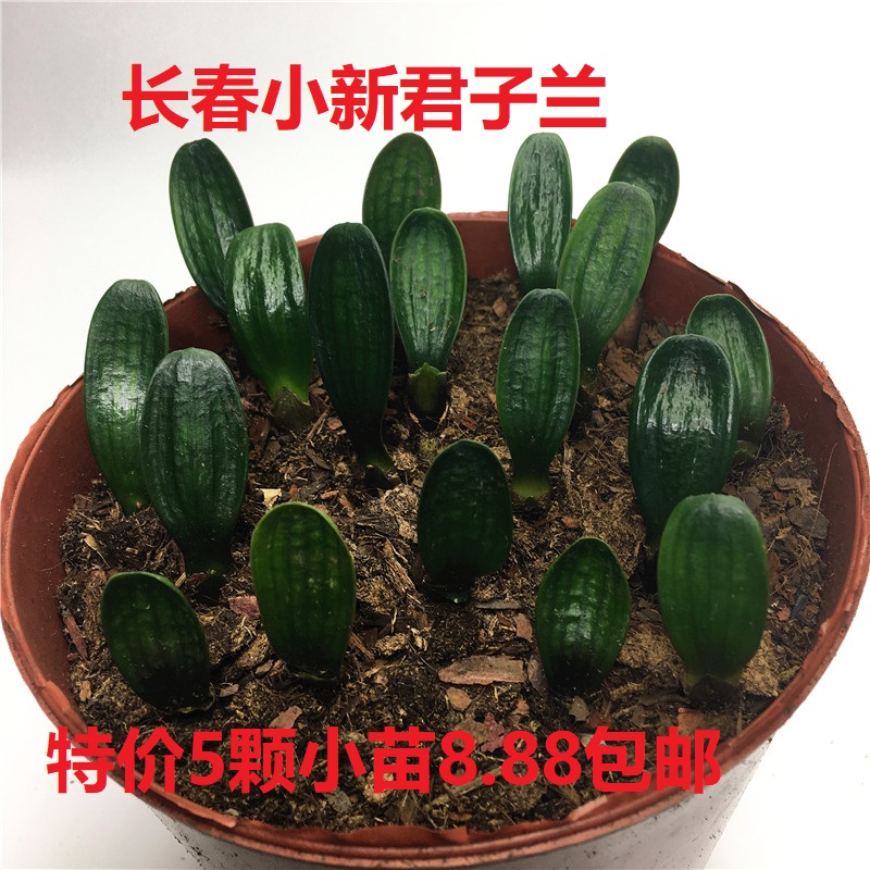 长春精品君子兰小苗花苗花脸短叶一叶技师油匠种球彩兰花种子花卉