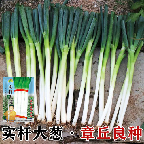 山东葱种籽耐寒耐病大葱种子