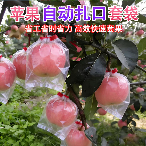 自动收口苹果套袋防虫高效快速省工省时红耳朵橡皮筋高效膜袋