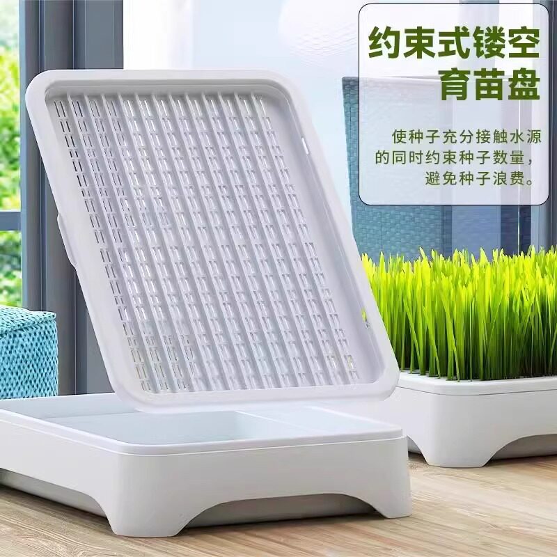 无土水培猫草盆栽去化毛球懒人种植猫草种子育苗盘化毛草宠物用品
