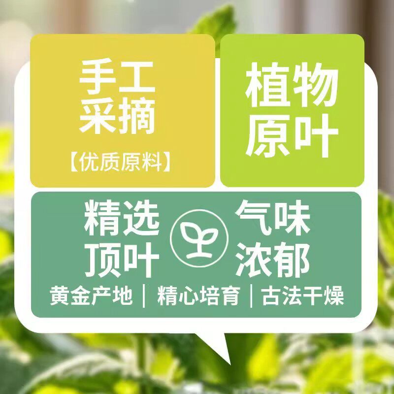 猫薄荷草叶干灌装猫零食猫薄荷猫草薄荷即食已种好代发宠物
