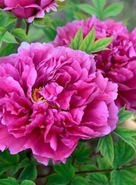 牡丹花装饰品两朵红带绿叶亚克力贴牌幸福花吉祥花墙面励志贴品