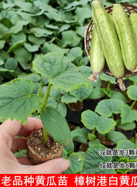 湖南特产 樟树港白黄瓜苗 水果黄瓜苗 盆栽 地栽  蔬菜苗 老品种