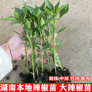 湖南软香辣椒苗 大辣椒 55号辣椒苗 黄贡椒苗 特辣 辣椒炒肉辣椒