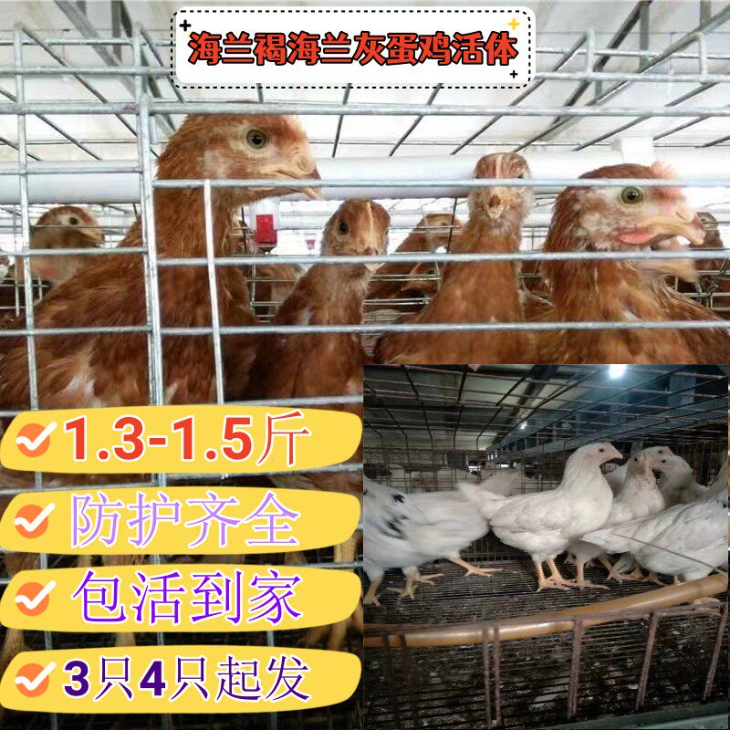 现货3斤正宗海兰褐产蛋王高产蛋鸡散养土鸡活鸡海兰褐活鸡蛋鸡活