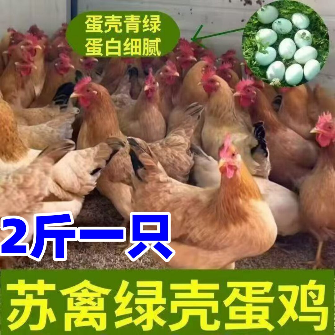 2斤绿壳蛋鸡活体绿壳鸡苏秦蛋鸡宠物鸡
