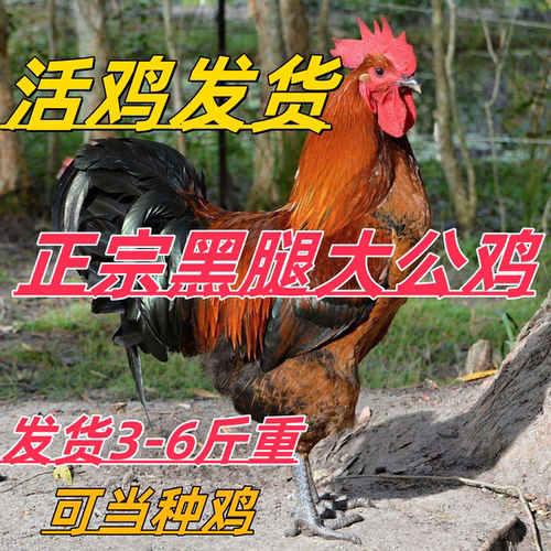 6斤大公鸡活体九斤红公鸡活鸡包活到家大红公鸡活体黑腿公鸡活鸡