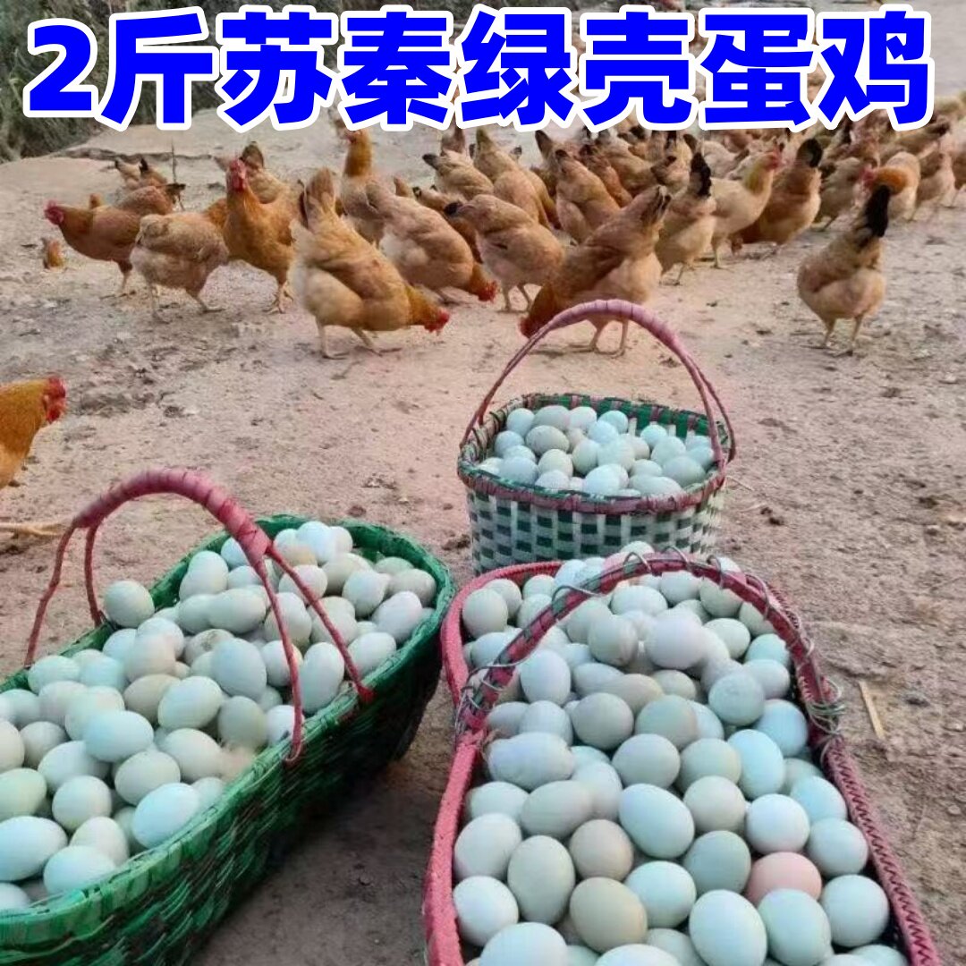 苏秦2斤绿壳蛋鸡活体青年土鸡