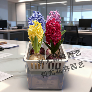 耐寒盆栽四季 新款 17cm大球冬季 进口周长16 花卉 4颗风信子水培套装