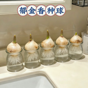 已到货5度球郁金香进口种球对版 水土培水养盆栽阳台耐寒懒人花卉