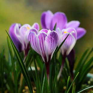 利尤进口番红花种球藏红花秋冬春花卉耐寒盆栽四季土培种子地栽