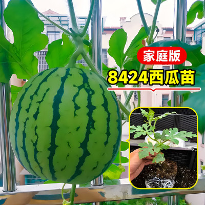 8424西瓜苗麒麟无籽大西瓜蔬菜苗