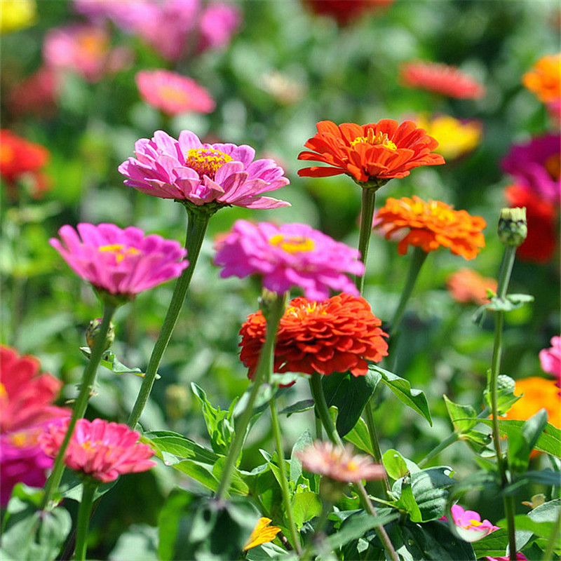 Hundred Days Flower seed Imported Complex flap Zinnia courtyard Scenery Flower Sea flowers and plants seed Four seasonsin the Flower delivery/Flowers simulation/Plants gardening , Flowers/Fruits and vegetables/Lawn seed (New) , Home &amp; Garden Seeds  category - from Buy2taobao.com to provide professional Taobao agent buy service