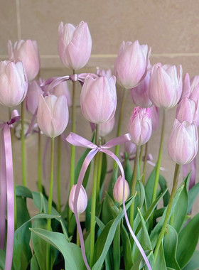 郁金香银云变色重瓣流苏类进口大种球土培盆栽庭院地栽耐寒花卉