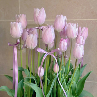 郁金香银云变色重瓣流苏类进口大种球土培盆栽庭院地栽耐寒花卉