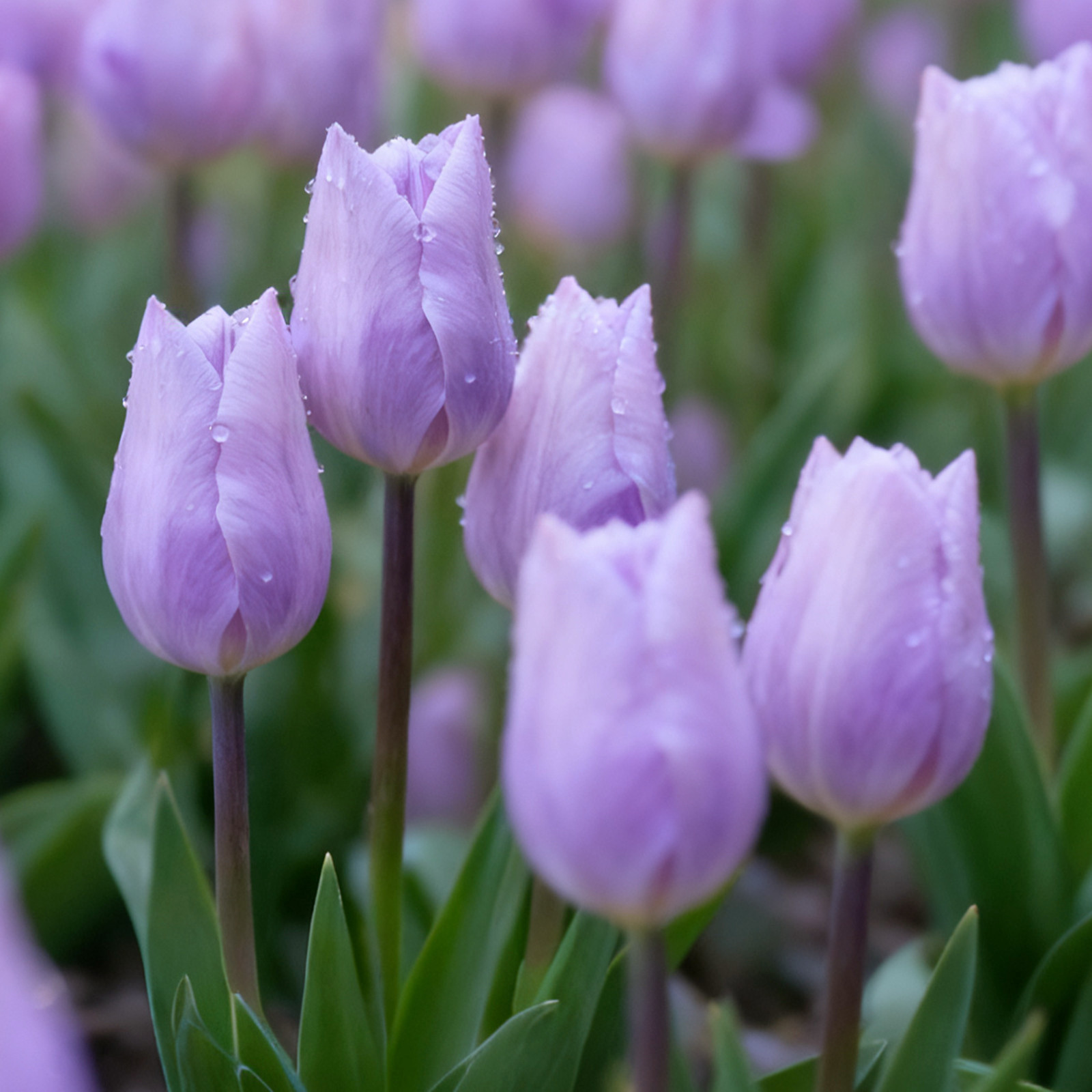 已到货5度球郁金香进口大种球