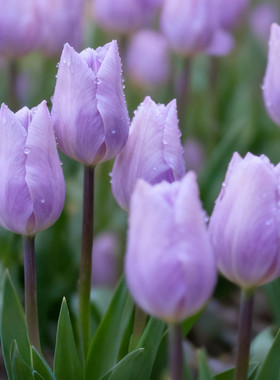 已到货5度球郁金香进口种球对版水土培水养盆栽阳台耐寒懒人花卉