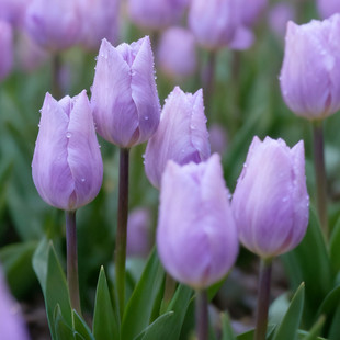 已到货5度球郁金香进口种球对版 水土培水养盆栽阳台耐寒懒人花卉