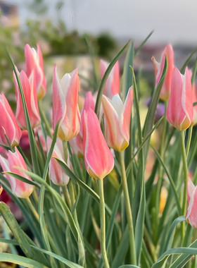 原生郁金香种球小型球根多年生复花花卉荷兰进口盆栽地栽新手植物