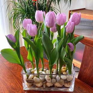 水培10颗郁金香进口种球对版 懒人花卉 水土培水养盆栽阳台耐寒冬季