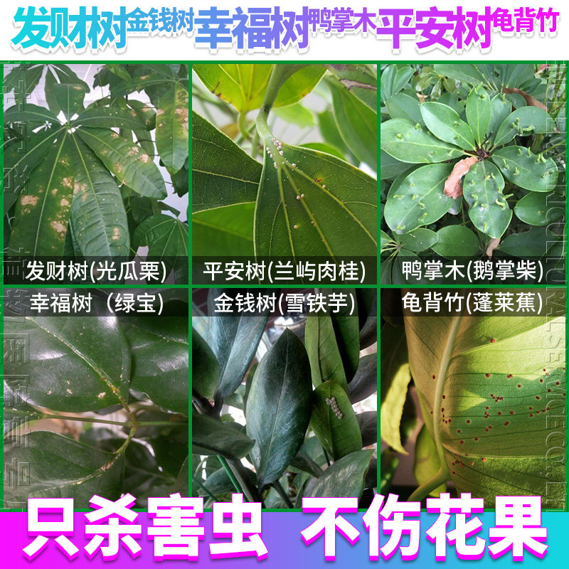 发财树幸福树平安金钱富贵摇钱树鸭掌木盆栽绿植物打灭除杀虫剂药
