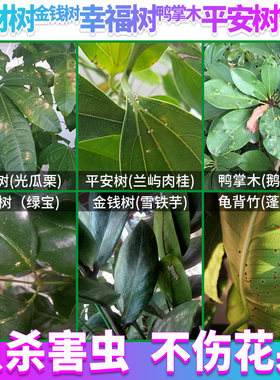 发财树幸福树绿植物通用杀虫剂药