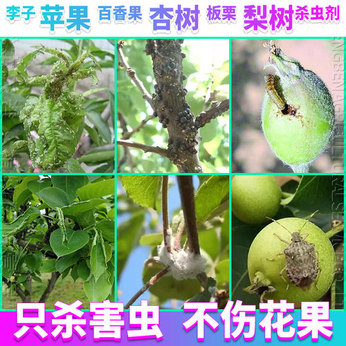 苹果树杏树梨树李子树百香果