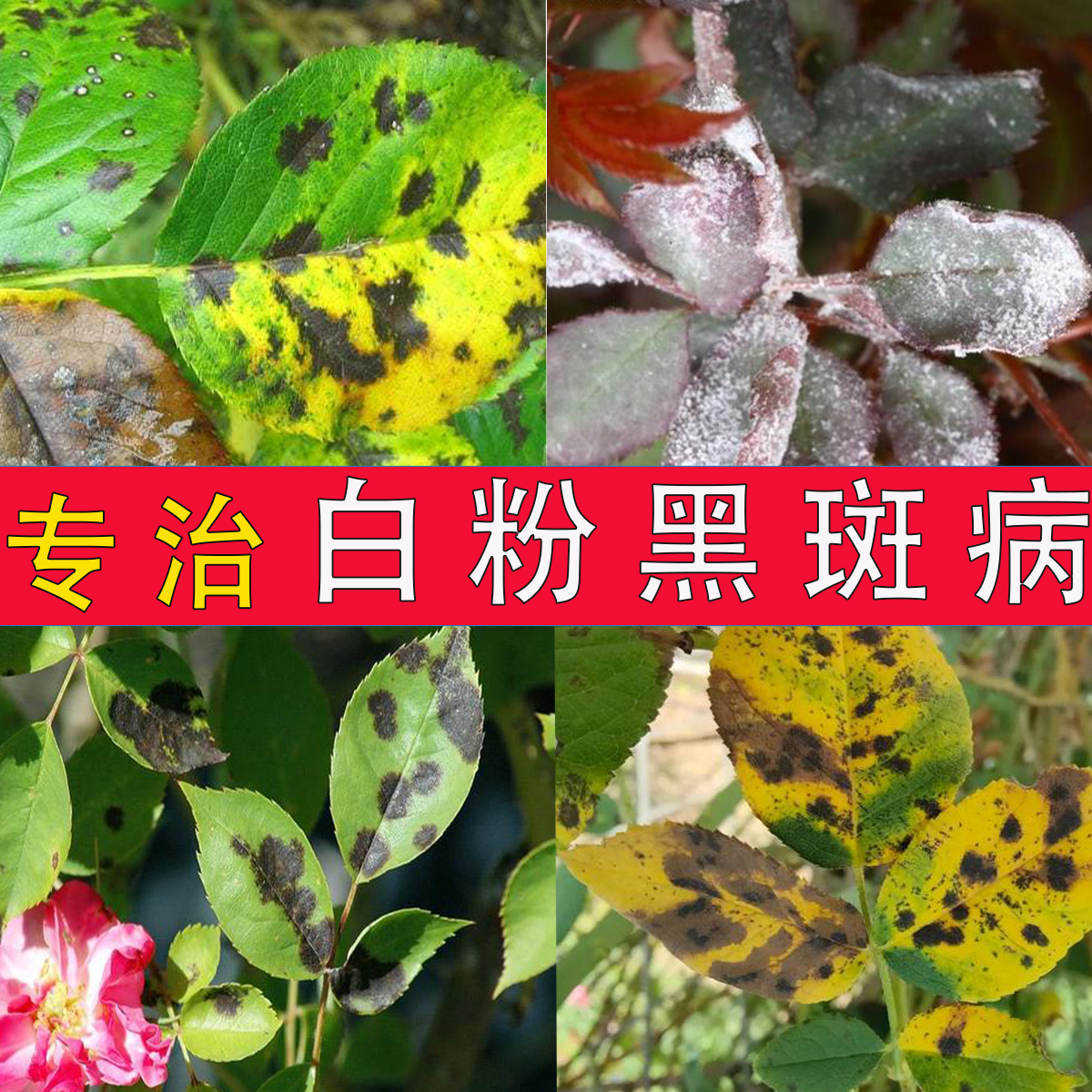 白粉病黑斑病专用药月季花多肉蔷薇玫瑰花常用药多菌菌灵杀菌剂药