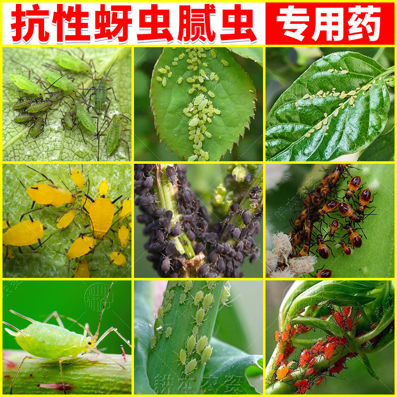 辣椒豆角西红柿黄瓜茄子果树花卉蔬菜蚜虫腻密油蜜虫除打杀虫剂药