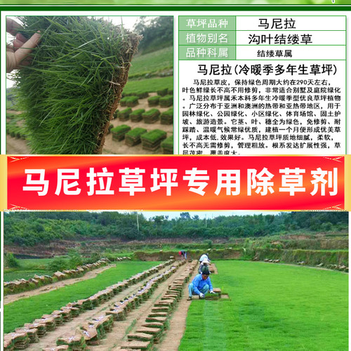 马尼拉草坪专用除草剂马唐烂根药