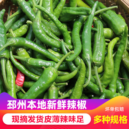 邳州本地新鲜辣椒现摘发出