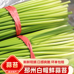 2026年新鲜蒜苔邳州现摘蒜苔当季新鲜蔬菜徐州本地嫩蒜薹白帽蒜苔