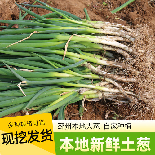 邳州新鲜大葱农家自种土葱本地葱分葱四季葱新鲜时令蔬菜现挖现发